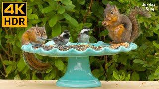 Cat TV 2022  Cute Garden Birds and Squirrels  8 Hours(4K HDR)