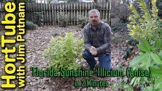 All About 'Florida Sunshine' Illicium (Anise) In 2 Minutes