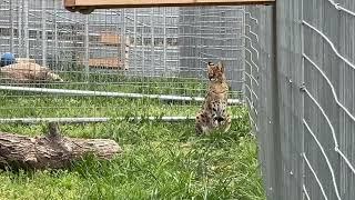 Serval Cats, Zucari & Ginger + Animal Facts