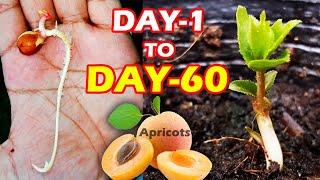 APRICOT SEEDLING - HOW TO GROW APRICOT TREE FROM SEEDS @SproutingSeeds