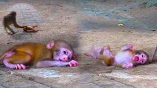 This mother monkey is so crazy, she harmed her baby monkey like that