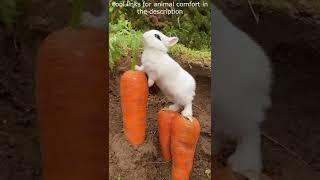 Top  Funny animals videos - Try Not To Laugh  - 58 #Shorts