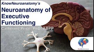 The Neuroanatomy of Executive Functioning