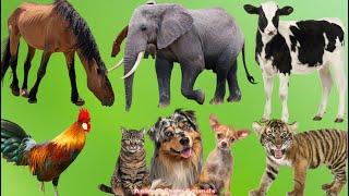 Farm & Wild Animal Sounds: Horse, Elephant, Cow, Rooster, Cat, Dog, Tiger Cub, Puppy - Animal Videos