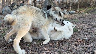 Wolf Wrestling 101: How To Play And Not Get Hurt