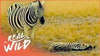 Mother Zebra Stands By Her Calf In It's Final Moments | Nature's Babies | Real Wild