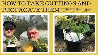 How to take & propagate cuttings: a Stephen Ryan masterclass!