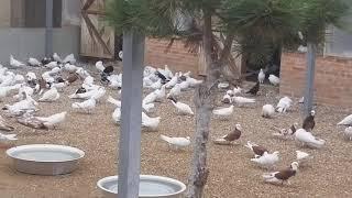 #BAKU  #PIGEONS.   Знаменитые широкохвостые голуби Гейдара Бабаева.  1часть