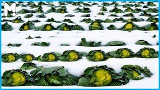  Awesome Japan Cabbages Farming and Harvesting - Japan Cabbages Farming Agriculture Technology