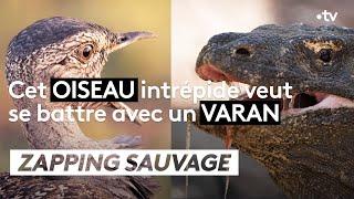 Cet oiseau veut se battre avec un varan - ZAPPING SAUVAGE