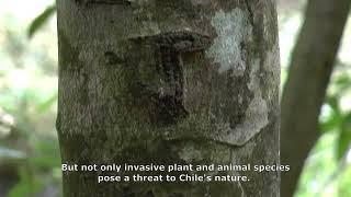 Chile: A Biodiversity Hotspot in Danger | livesciences3