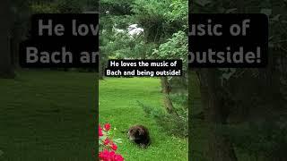 Jake #dog #dogs #music #violin #vibrations #improvisation #colab #nature #bach #classicalmusic