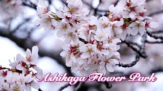 [學神遊記] 足利花卉公園 (あしかがフラワーパークAshikaga Flower Park) #返鄉下 #學神遊記