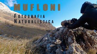 Mufloni - Wildlife Photography Italia