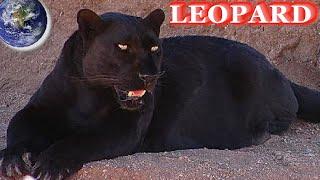 TOP the Leopards of the World!