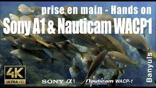 Banyuls - Prise en main du Sony A1 & Nauticam WACP1 (review Wacp-1 hands-on)