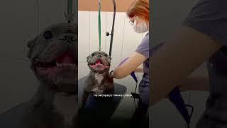 Первый день академии груминга #grooming #грумер #груминг #обучениегрумингу