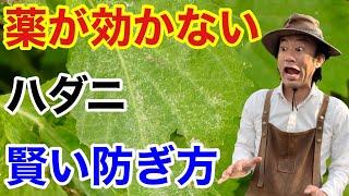 【爆殖注意！】ハダニの効果的な退治の仕方教えます　【カーメン君】【園芸】【ガーデニング】【初心者】【害虫】