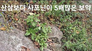 기린초,산삼보다 사포닌이 5배많은 보약 죽을사람도 살린다는 명약초/건강정보