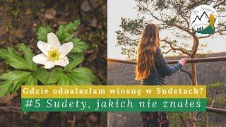 Wiosna w Sudetach | Wiosenne kwiaty | Rezerwat przyrody Jeziorko Daisy | Wąwóz Myśliborski