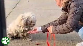 Zurückgelassener Hund hob seine Pfote, um seinen Retter zu begrüßen