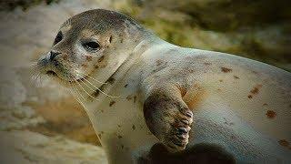 Funny Seals  Funny and Cute Seals (Full) [Funny Pets]