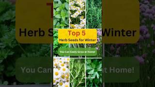 Top 5 winter herb seeds for your garden #WinterHerbs #GardenMagic #CasaDeAmor #HerbGarden #FreshHerb