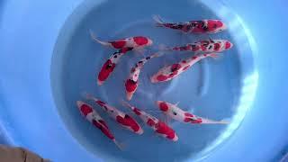 SHINTARO TOSAIS HQ (3) - GOSANKE -  SELECTED BY JAPAN KOI