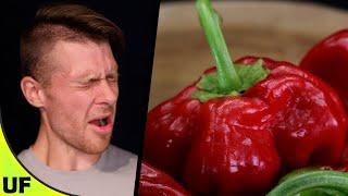 Scotch Bonnet Pepper Taste Test