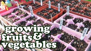 Growing Fruits And Vegetables - Green Vegetable Seeds Garden Planner - Container Gardening - Jazevox