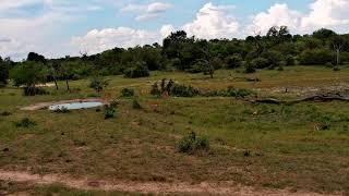 Djuma Private Game Reserve Live Stream