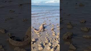 Komodo Dragon Look for Food at Low Tide #reptiles #komodo #wildlife #komodonationalpark #animal