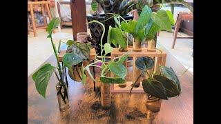 Water Propagation I Pothos and Philodendron