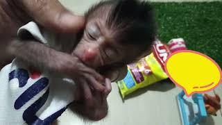 The latest adoption of a 1 week old baby monkey , Lovely Fauna Youtube Channel