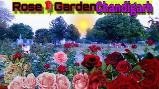 Rose Garden Chandigarh | Zakir  Rose Garden Chandigarh sec16 | रोज़ गार्डन #VisitWithRaj #RideToRun