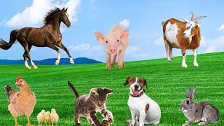 Cute Little Animals - Dogs, Cats, Chickens, Ducks, Goats, Rabbits, Monkeys, Parrots