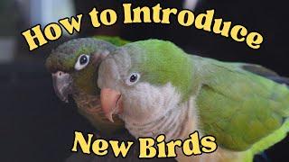 Introducing New Birds | Topics