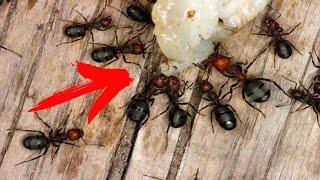 How to Get Rid of Ants Permanently, 100% Effective