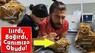 CRAZY CAT Attacks to the Vet and Screams Like A Tiger!