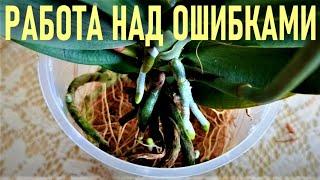 ОШИБКИ НОВИЧКОВ И ОРХИДЕИ! РАБОТА НАД ОШИБКАМИ И ВЫВОДЫ! КАК СПАСТИ ОРХИДЕЮ ОТ НЕМИНУЕМОЙ СМЕРТИ?!?