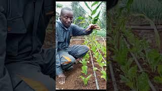 Watering Swiss Chard (Spinach) seedlings #swisschard #irrigation #farmED