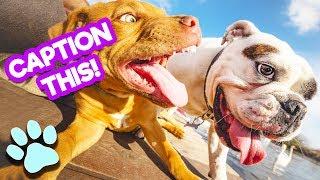 Caption This! | Funny Pet Memes Compilation | #thatpetlife