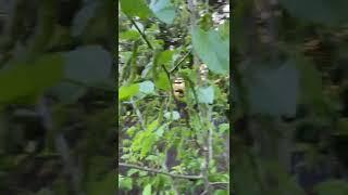 Australian Green Mulberry aka King White..Long White Variety central fl zone 9b 3/9/22