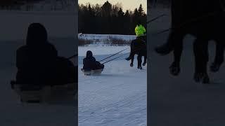 CHEVAL tire une LUGE neige FINLANDE