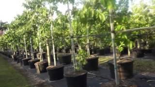 CANANGA ODORATA YLANG YLANG TREE, CANANGA TREE for sale Homestead, fl miami, fl