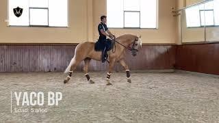 YACO BP - PRE HORSE - 5 YEAR'S OLD !! - PART 1 -