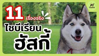 11 เรื่องจริงที่น่าอัศจรรย์ของไซบีเรียนฮัสกี้ [Siberian Husky] #ECOBOK