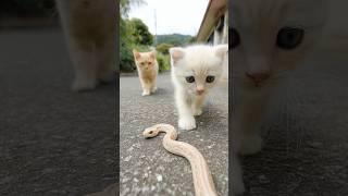 Curious Kittens Meet a Slithery Friend on Their Walk