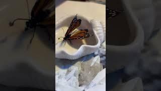 I found this butterfly yesterday dead in a palm tree. It is so beautiful  #butterfly