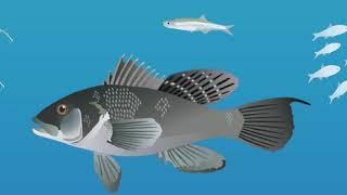 Black Sea Bass Diet Discoveries, with Ginni La Rosa